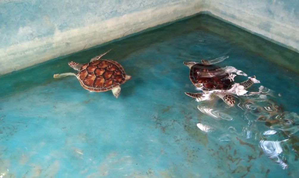 Turtle Hatchling
