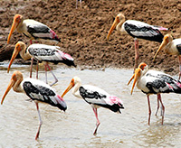 Сафари В национальном парке Удавалаве