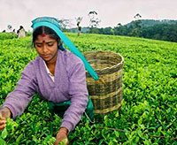 Полоннарува